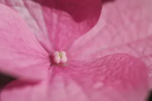 Close Up Hydrangea Stampe: Hydrangea macrophylla shrub