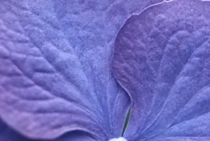 Close Up Hydrangea Flowers Stampe: Hydrangea macrophylla shrub