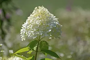 Hydrangea Paniculata Stampe: Hydrangea paniculata, Netherlands