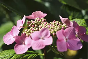 Summer Blooms In Germany Stampe: Hydrangea, Summer, Germany