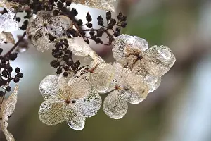 Winterly Open Air Scenes Stampe: Hydrangea in winter, Germany