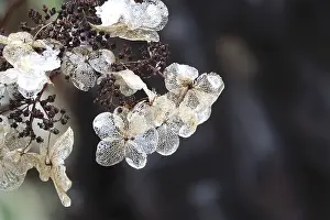 Germany Open Air Plants Stampe: Hydrangea in winter, Germany