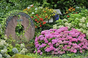 Southern Germany Bloom Stampe: Hydrangeas in bloom at the millstone
