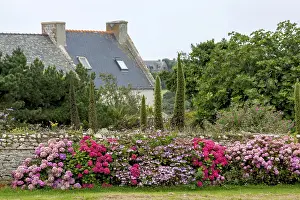 Ornamental Shrub In Bloom Stampe: Hydrangeas in front of an old stone wall