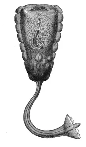 Historical Animal Representation Stampe: Hypobythius calycodes, Historic