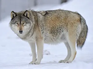 Gray Wolf In Snow Stampe: iblimw01786275.jpg