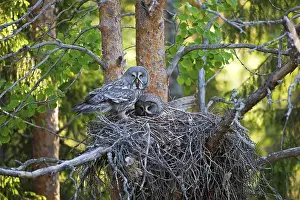 Stampe di Grande Gufo Grigio o Gufo di Lapponia (Strix nebulosa), maschio e femmina posati sul nido, Finlandia, Europa Civetta Capogrosso Stampe: iblrob01809446.jpg