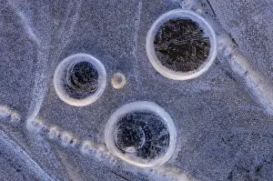 Northern Germany Winter Landscape Stampe: Ice forms in a puddle, abstract