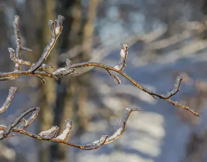Frozen Landscape Stampe: Iced branches