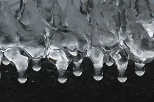 Icicle Close Up Stampe: Icicles