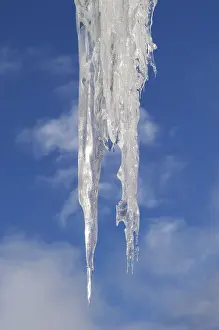 Close Up Icicles Stampe: Icicles