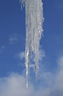 Icicle Close Up Stampe: Icicles
