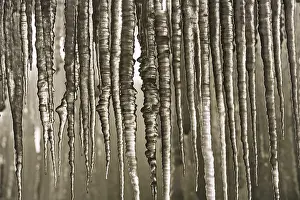 Winter Nature Scene Stampe: Icicles