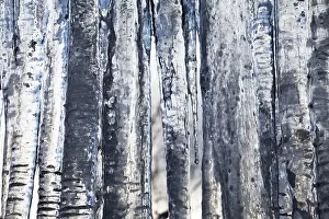Atmospheric Winter Scene Stampe: Icicles