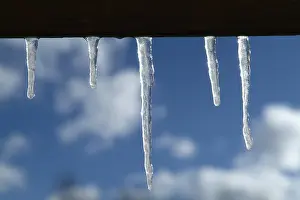 Winter Landscapes Stampe: Icicles
