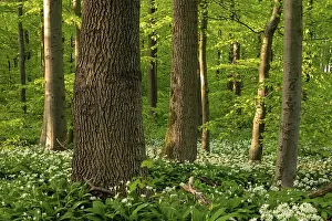 Wild Garlic Bloom Stampe: An idyllic deciduous forest in spring