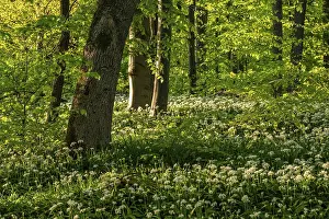 Wild Garlic Bloom Stampe: An idyllic deciduous forest in spring