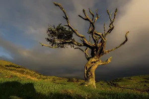 Solitary Tree Landscape Stampe: Illuminated old tree with dark thundercloud