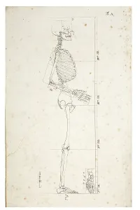 Human Skeleton Stampe: Illustration of a human skeleton