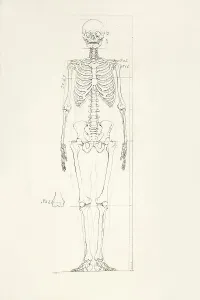 Human Body Parts Stampe: Illustration of a human skeleton