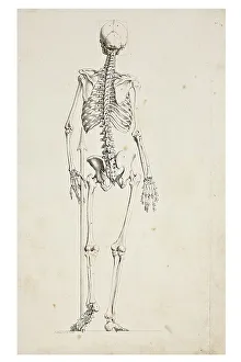 Human Skeleton Illustration Stampe: Illustration of a human skeleton