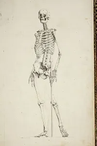 Human Skeleton Illustration Stampe: Illustration of a human skeleton