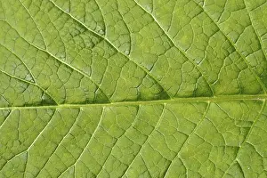 Abstract Leaf Design Stampe: Image background - leaf structure