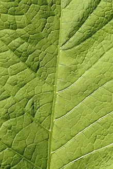 Abstract Leaf Design Stampe: Image background - leaf structure