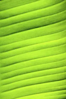 Deserted Plant Leaves Stampe: Image background - leaf structure