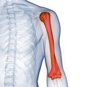 Joint Pain Diagnosis Stampe: Image converted using ifftoany