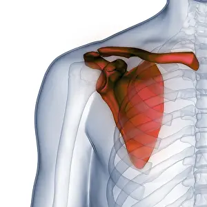 Anatomical Illustration Stampe: Image converted using ifftoany