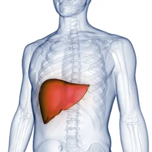 Anatomical Representation Stampe: Image converted using ifftoany