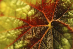 Full Frame Nature Shots Stampe: Image with red leaf closeup as a background image