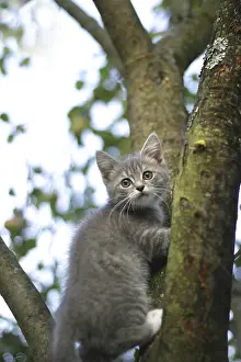 Feliformia Animal Pictures Stampe: The image of the scared kitten on a tree