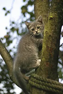Baby Animal Pictures Stampe: The image of the scared kitten on a tree