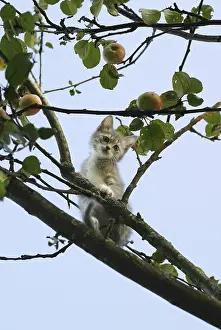 Adorable House Cat Picture Stampe: The image of the scared kitten on a tree