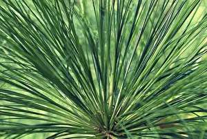 Decorative Plants Stampe: Impression