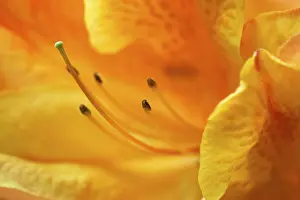 Macro Plant Photography Stampe: Impression of flower