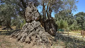 Southeast Europe Nature Stampe: An impressive ancient tree with massive