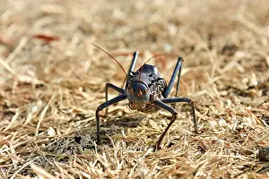Etosha National Park Namibia Stampe: An insect on a semi-solid ground