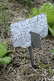 Central European Vegetables Stampe: Insect trap in vegetable patch, Germany