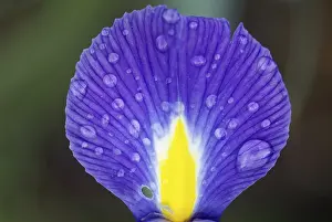 Nature Flowering Plants Stampe: Iris
