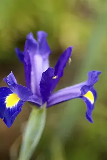 Garden Flowers Stampe: Iris