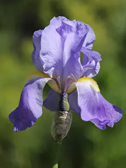No People Flowers Stampe: Iris