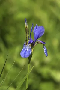 Iridaceae Family Stampe: Iris