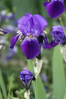 Garden Flowers Stampe: Iris