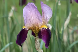 Botanical Inflorescence View Stampe: Iris (Iris)