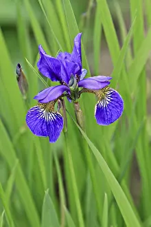 Deserted Flower Field Stampe: Iris (Iris)