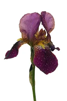 Spring Flowering Plant Details Stampe: Iris, iris