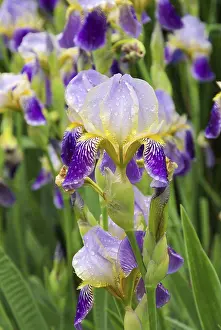 Exterior View Of A Yard Stampe: Iris, iris